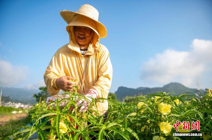 贵州从江:中药材黄蜀葵采收加工忙
