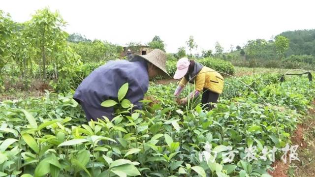 肇庆市德庆县中药材产业发展基地